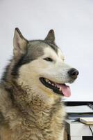An Alaskan Malamute sits comfortably indoors, enjoying a sunny day. Its fur glistens softly, while the dog seems content and relaxed, looking off to the side photo