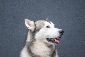 The Alaskan Malamute stands proudly, its fur sleek and well-groomed, as it gazes thoughtfully to the side against a simple gray backdrop, highlighting its features photo