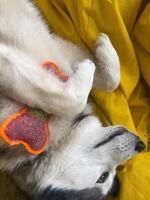 A husky lies on its back, enjoying a relaxed moment on a bright yellow blanket, grasping a colorful toy in its paws during a cozy afternoon photo