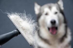 Someone is using a grooming brush to remove loose fur from a fluffy dog. The cheerful dog enjoys the attention while sitting indoors in soft lighting photo
