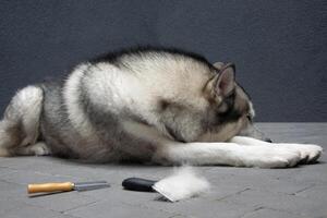 The Alaskan Malamute lies down with its head resting on its paws, surrounded by grooming tools such as a comb and a deshedding brush, in a calm indoor environment photo