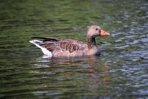 A duck swimming in the water photo
