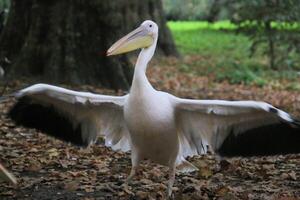 A large bird with a long beak and wings photo