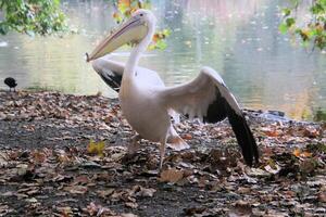 A large bird with a long beak standing on the ground photo