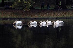 A group of pelicans are swimming in the water photo