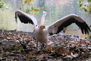 A large bird with wings spread out photo