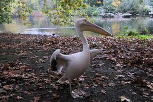A large white bird standing on the ground photo