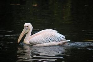 A pelican floating in a lake with water photo