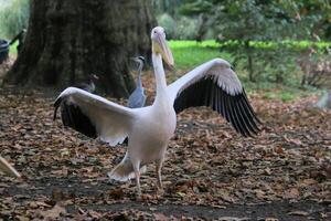A large bird with wings spread out photo