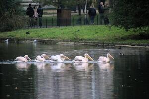 A group of pelicans swimming in a pond photo