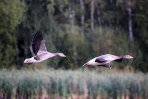 Two birds flying over a lake with trees in the background photo