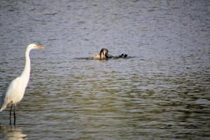 A white bird and a black bird in the water photo