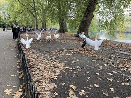 A group of white birds are standing on the side of the road photo