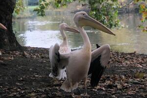 A large white pelican photo