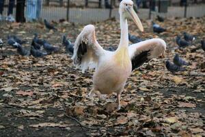 A pelican standing on its legs in a park photo