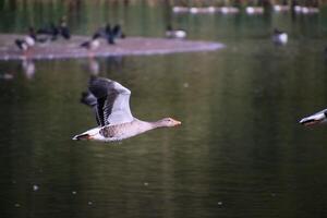 Two birds flying over a lake with water in the background photo