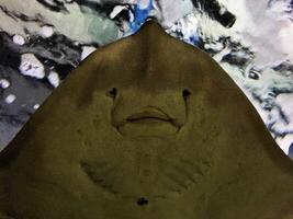 A large stingray with a face on it photo