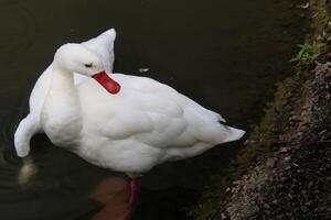 A white duck with a red beak photo