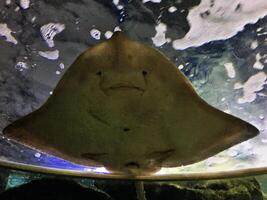 A stingray is looking up at the camera photo