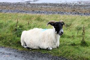 A ram laying down in the grass next to a road photo