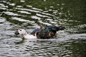 A duck swimming in a lake with a green background photo