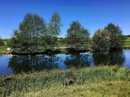 A small pond with a few trees and a swan photo