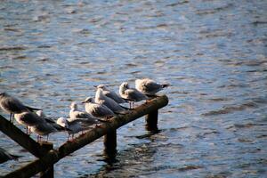 A group of seagulls sitting on a wooden post photo
