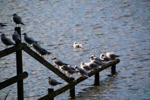 A flock of seagulls sitting on a wooden railing photo