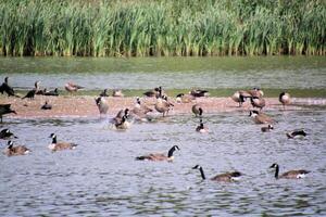 A flock of birds in a lake photo