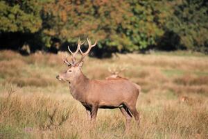 A deer standing in a field with other deer photo