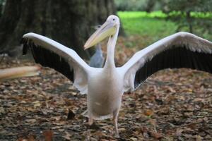 A pelican with its wings spread out in the woods photo