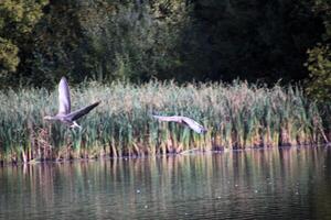 Two birds flying over a lake photo