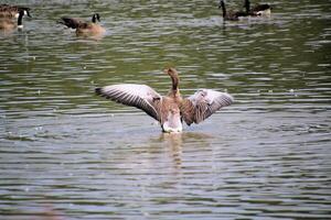 A duck is standing in the water with its wings spread photo
