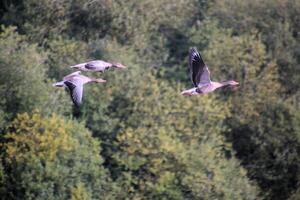 Three birds flying in the air photo