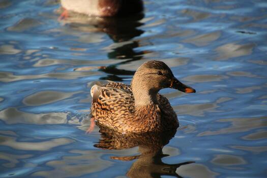 un Pato es flotante en el agua foto