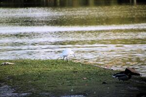 A bird standing on the shore of a lake photo