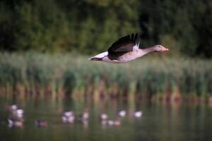 A bird flying over a lake with ducks in the background photo