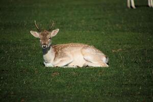 A deer laying in the grass with another deer behind it photo
