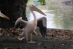 Two pelicans standing next to a tree photo