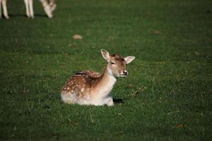 A deer laying in the grass with another deer in the background photo