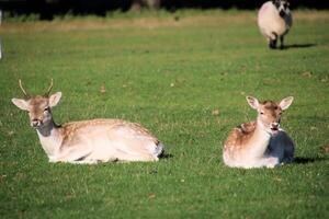 Two deer laying in the grass photo