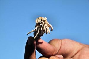 A hand holding a dried up plant photo