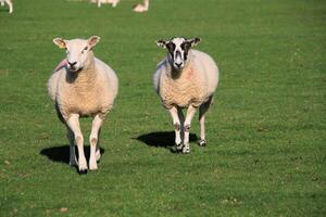 A view of a Sheep in the Cheshire Countryside photo