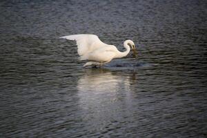A view of a Great White Egret at Venus Pool Nature Reserve photo