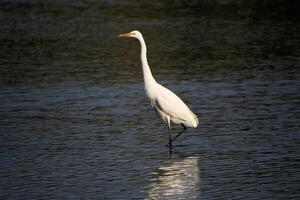 A view of a Great White Egret at Venus Pool Nature Reserve photo