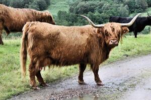 A cow standing on a dirt road with other cows photo