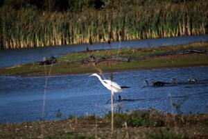 A view of a Great White Egret at Venus Pool Nature Reserve photo