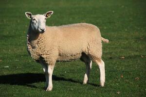 A view of a Sheep in the Cheshire Countryside photo