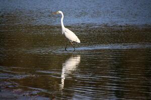 A view of a Great White Egret at Venus Pool Nature Reserve photo