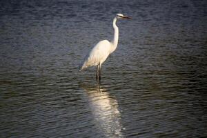 A view of a Great White Egret at Venus Pool Nature Reserve photo